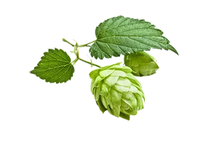 mock-ingredient-hops