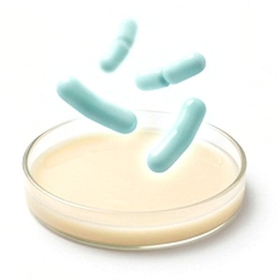 Probiotic (Bacillus coagulans)