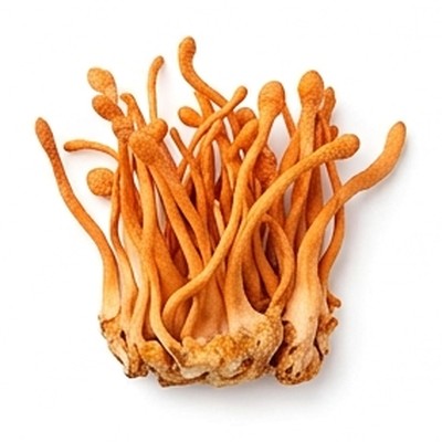 Cordyceps Militaris