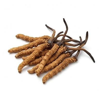 Cordyceps Sinensis