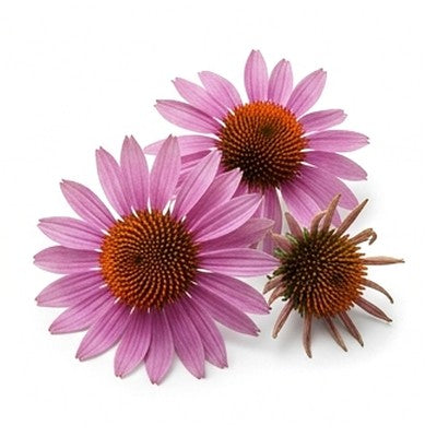 Echinacea