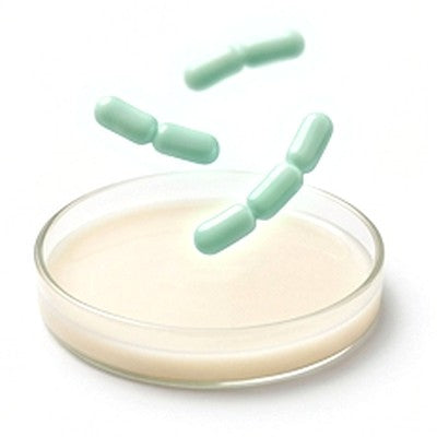 Lactobacillus acidophilus