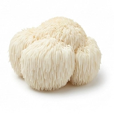 Lion’s Mane
