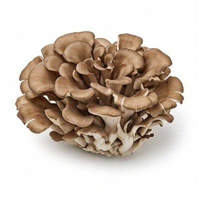 Maitake