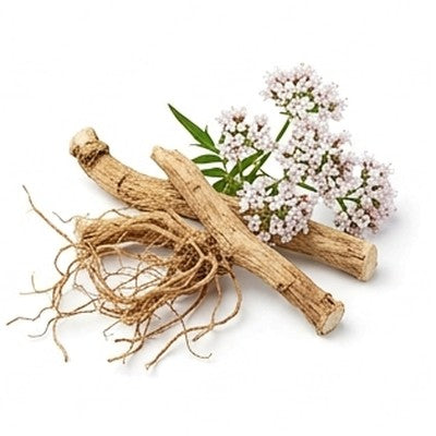 Valerian Root